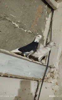 کبوتر ساعت سنگین