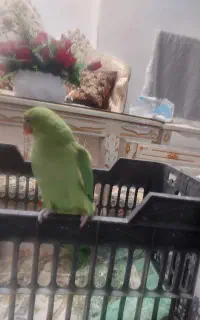 جوجه ملنگو ماده دوماهه