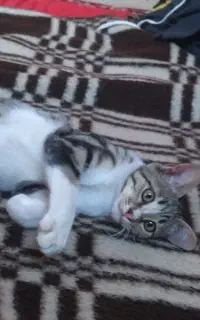 گربه