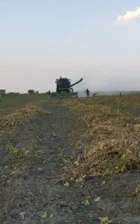 کمباین کوبیدن لوبیا