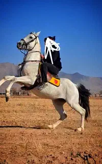 اسب عرب اصیل