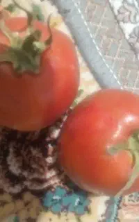 گوجه فرنگی