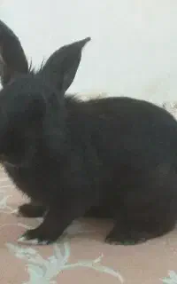 خرگوش