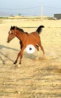 اسب