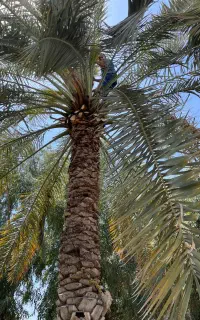 باغبانی وخدمات تمام کارهای مربوط به ان در اهواز