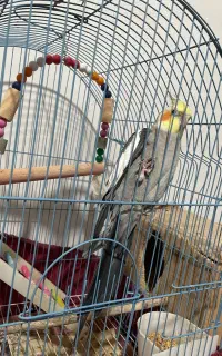 عروس هلندی