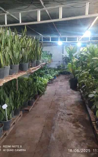 حراج گل‌های آپارتمانی