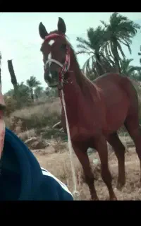 اسب مادیون ابستن سن4سال ونیم
