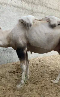 شتر