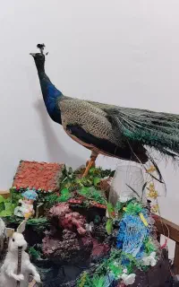 مجسمه زیبای طاووس وتعدادی مجسمه