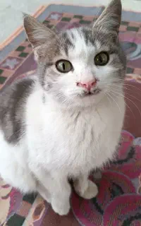 گربه خانگی واگذاری