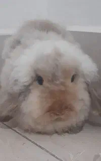 خرگوش