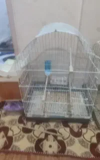 قفس عروس هلندی