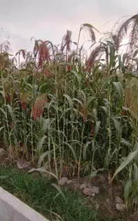جارو درجه یک خوشه
