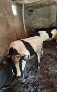 گاو نر 3 ساله