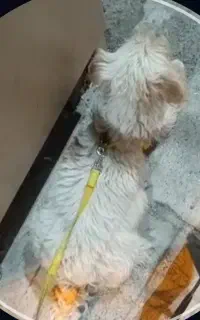 سگ گمشده