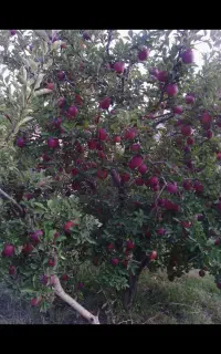 فروش سیب درختی شهرستان میانه