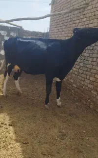 گوساله.گاو سر سینه شکم دوم درجه 1