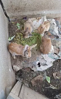 پنج عدد خرگوش نژاد دار