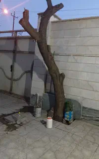 تنه درخت