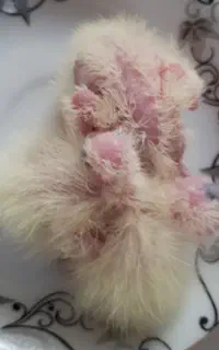 جوجه عروس هلندی