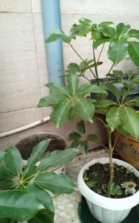 گل‌های خانه