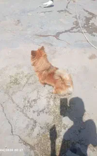 سگ نژاد پالمر روباهی