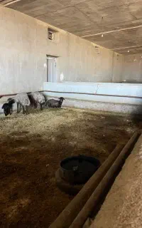 استخدام چوپان برای رسیدگی به گوسفند