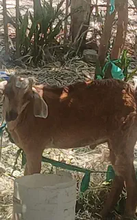 دو راس گوسفند