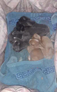 فروش خرگوش نروماده