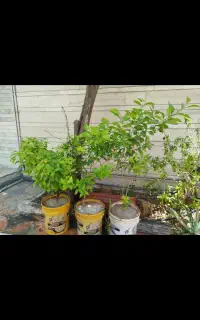 درخت درکازرون