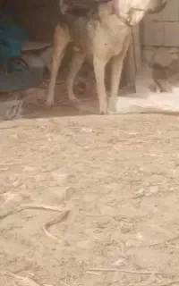 شینه 2 ساله جوان و ضمانت