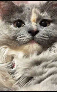 گربه‌ پرشین