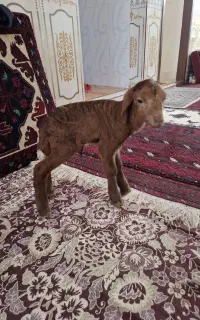 بره شیری