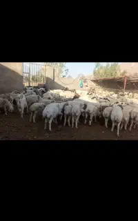 گله ای کامل