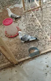 کبوتر گمشده پست طاووسی بلژیکی