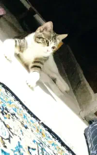 واگذاری گربه رایگان