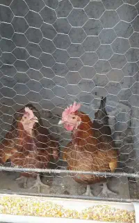 فروش مرغ