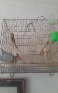 سهره قناری وسهره سرسیاه مست وسهره خاکی