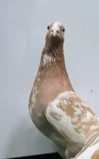 کبوتر گمشده