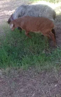 میشه بره