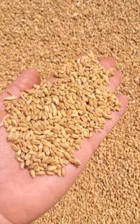 گندم مادر مهرگان مناسب بذر قیمت ۴۵