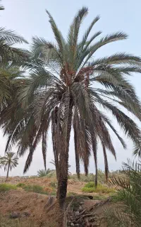تمیز کردن نخل و باغ داری