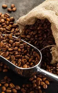 فروش  دان قهوه رست تازه ارسال سراسر