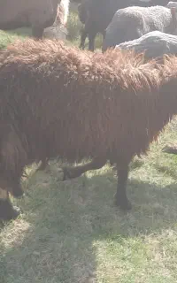 بره نر زنده
