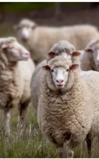 دوره ی پرورش گوسفند و پروار بندی بره