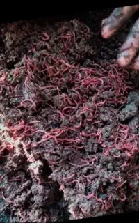 کرم خاکی آشغال خور برای نرم کردن باغچه