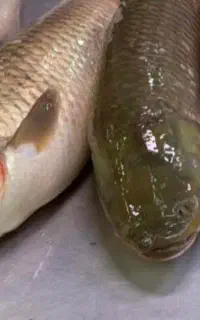 فروش ماهی گوشتی زنده