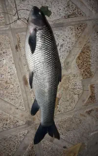 ماهی تازه ارس