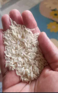 برنج هاشمی پارساله